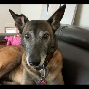 Meet your Posher, Ernesto